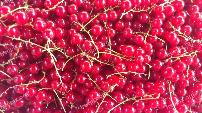 Red Currant Fruit Berry Free Photos