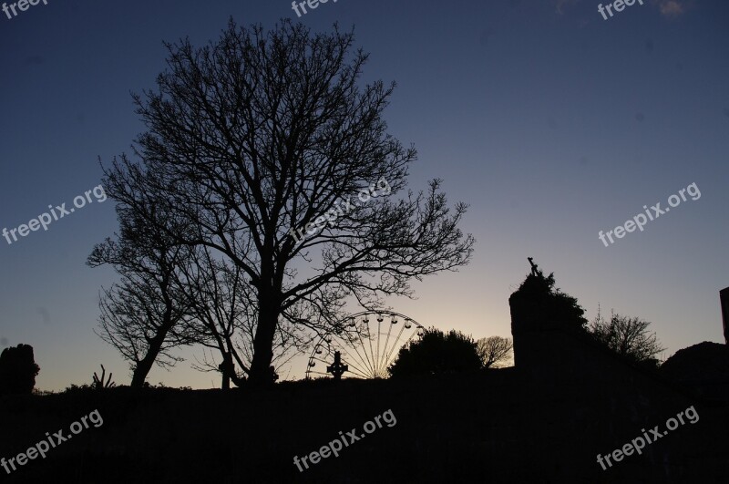 Ireland Shadow Tree Free Photos