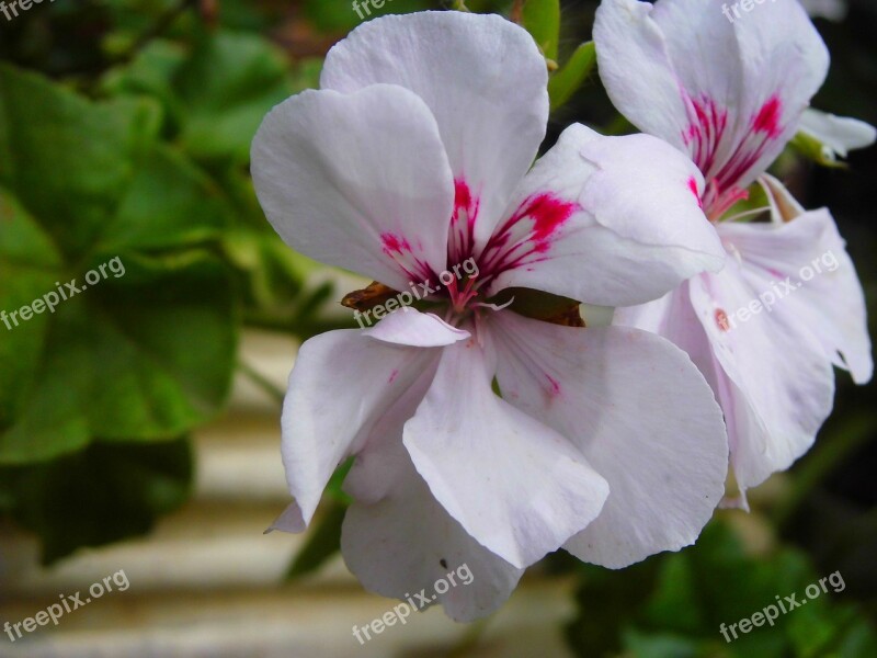 Geranio Garden White Nature Plant