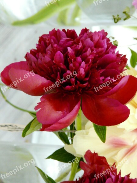 Flower Blossom Bloom Peony Red