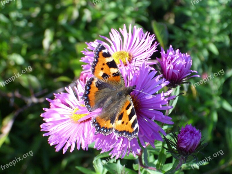 Flower Butterfly Spring Garden Insect