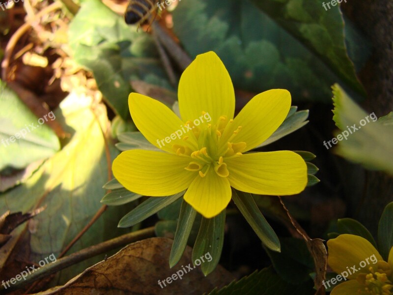 Flower Yellow Yellow Flower Plant Blossom