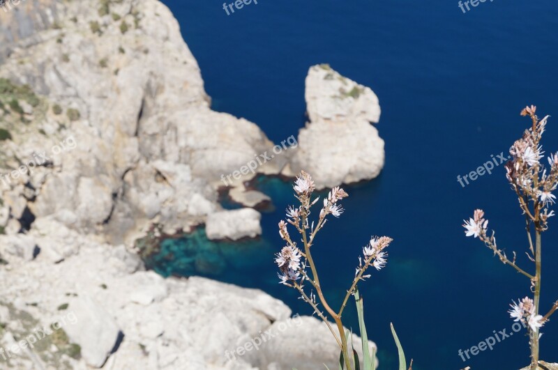 Mallorca Cap Formentor Nature Rock Flowers