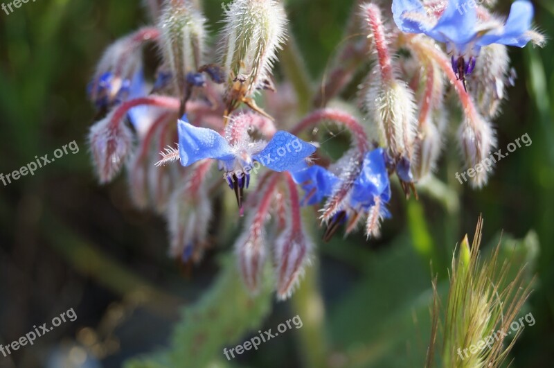 Flowers Blue Blossom Bloom Purple