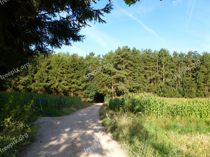 Road Path Rose Alley Trees