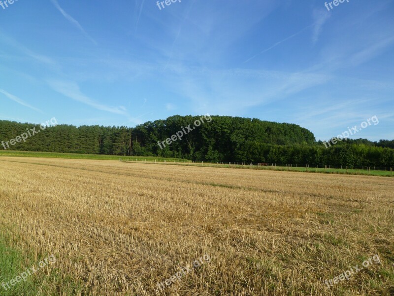 Field Meadow Trees Forest Air