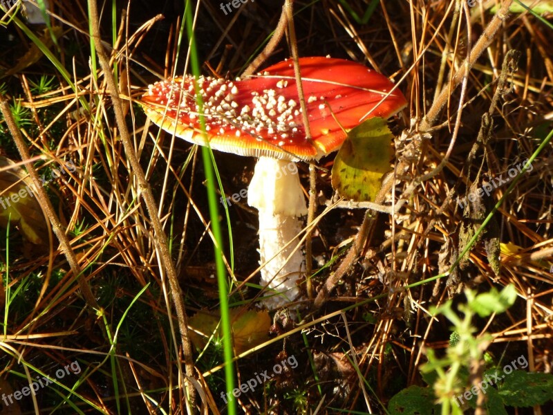 Mushroom Fly Agaric Autumn Free Photos