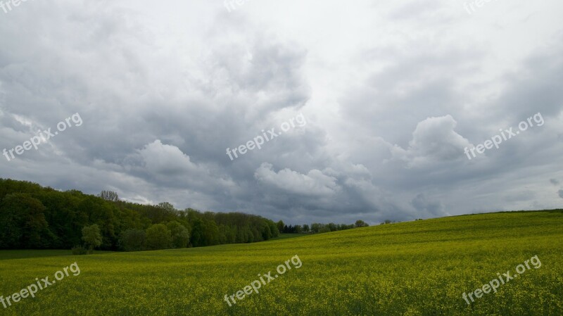 Field Agriculture Oilseed Rape Fields Forest