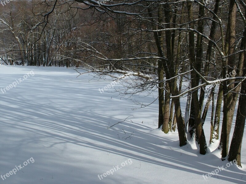 Winter Trees Light Shadow Snow Free Photos