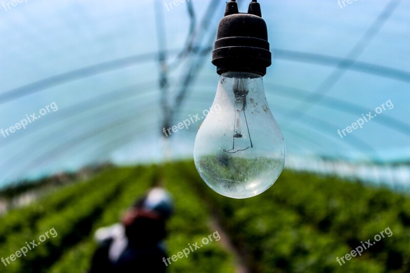 Light Bulb Incandescent Electric Lighting Free Photos