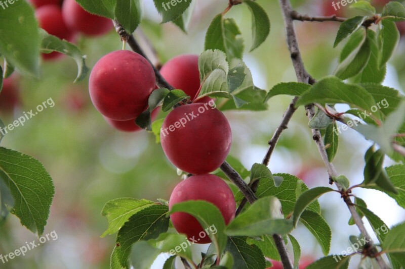 Mirabelle Berries Plum Tree Free Photos