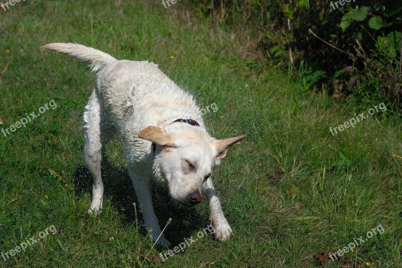 Labrador Water Wet Shake Saar