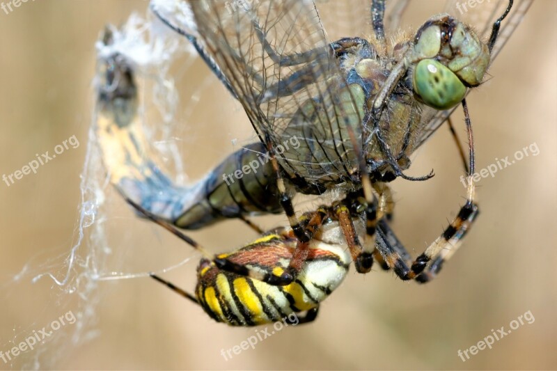 Dragonfly Spider Wasp Spider Web Fight