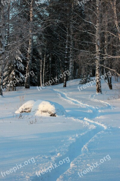 Finland Landscape Forest Trees Woods