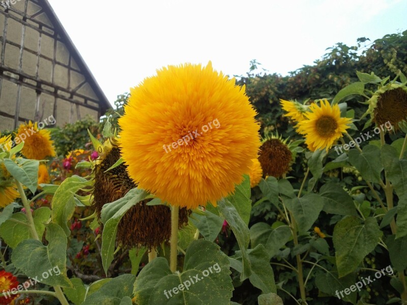 Sunflower Landscape Nature Free Photos