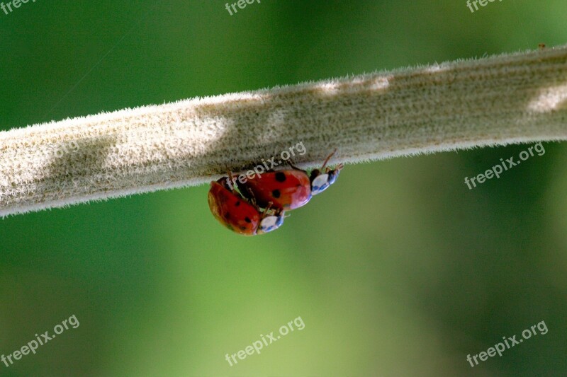 Sex Ladybug Beetle Insect Nature