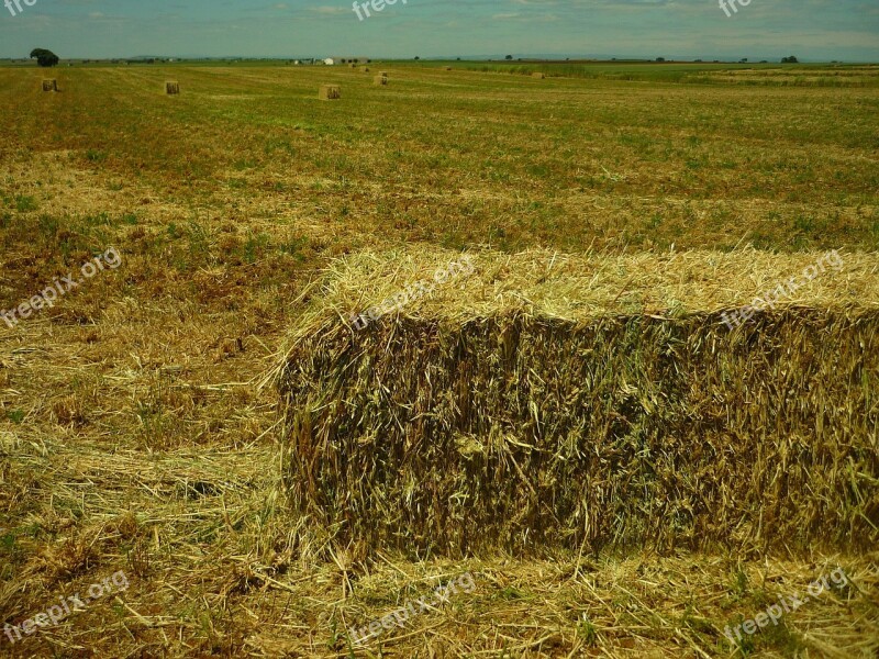 Field Agriculture Cereal Bales May