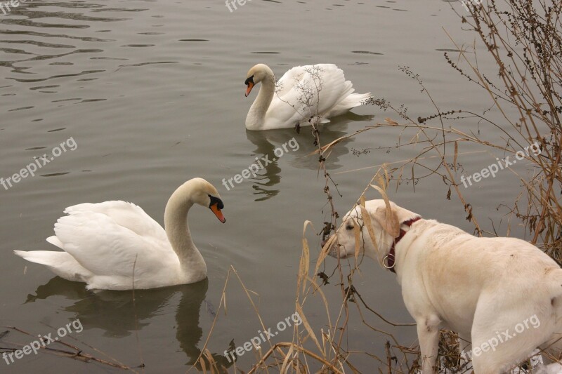 River Swan Dog Animals Water