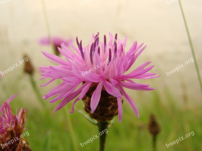 Flower Red Wild Flower Flowers Wild Flowers