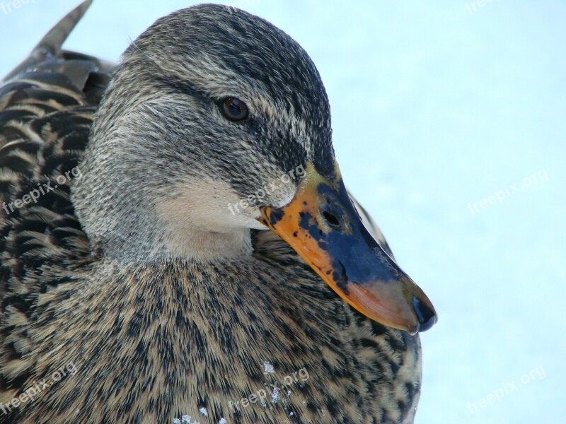 Duck Ducks Water Water Bird Winter