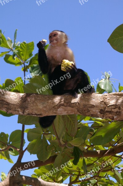 Monkey Animals Eat Greedy Cheeky