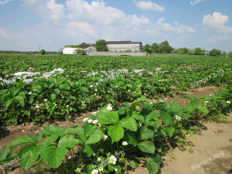 Reilingen Germany Field Farm Rural