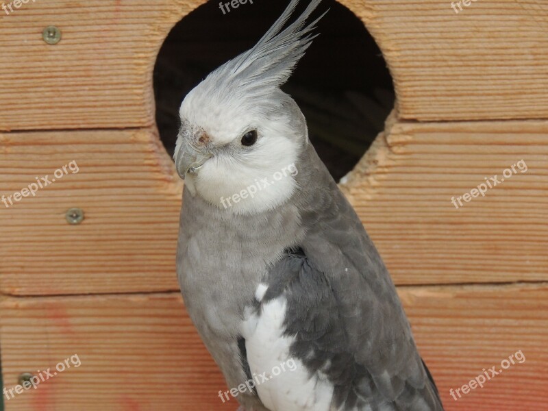 Parrot Cockatiel Bird Cage Gray