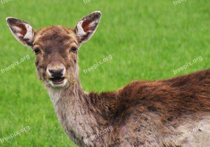 Roe Deer Curious Interested Vigilant Free Photos