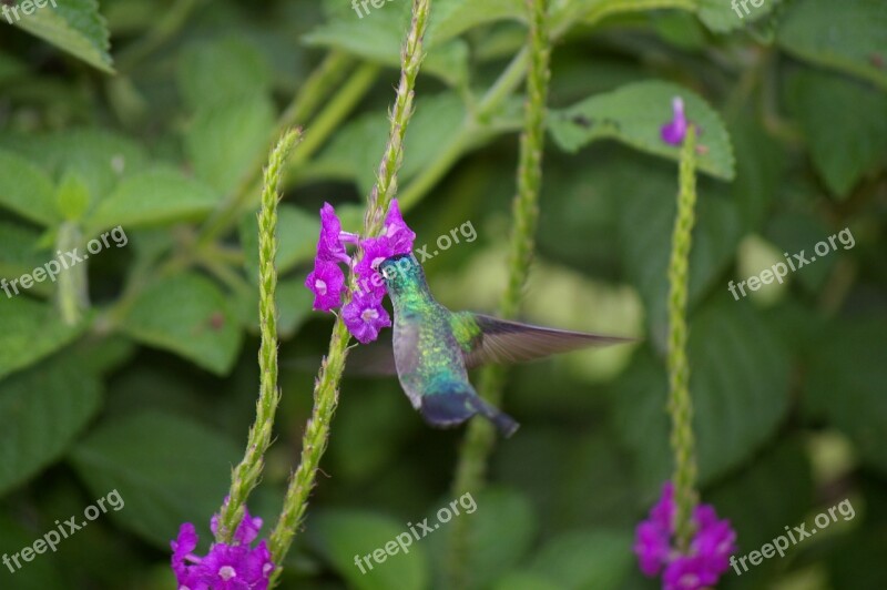 Hummingbird Bird Flower Flight Free Photos