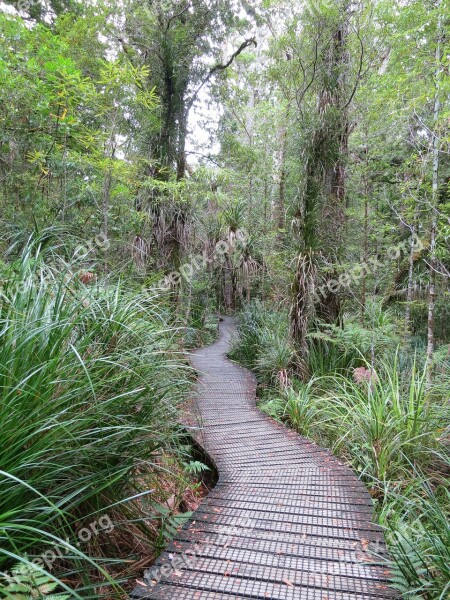 Forest Away Web Kauri Tree