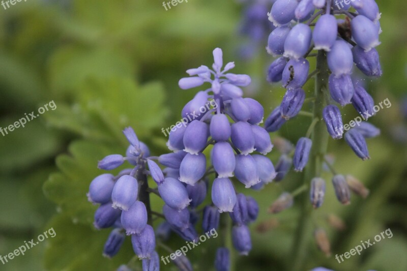 Sky Blue Flower Blue White Blue Flower