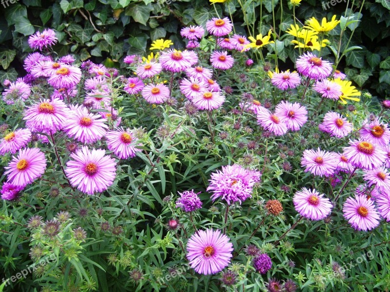 Autumn Aster Pink Free Photos