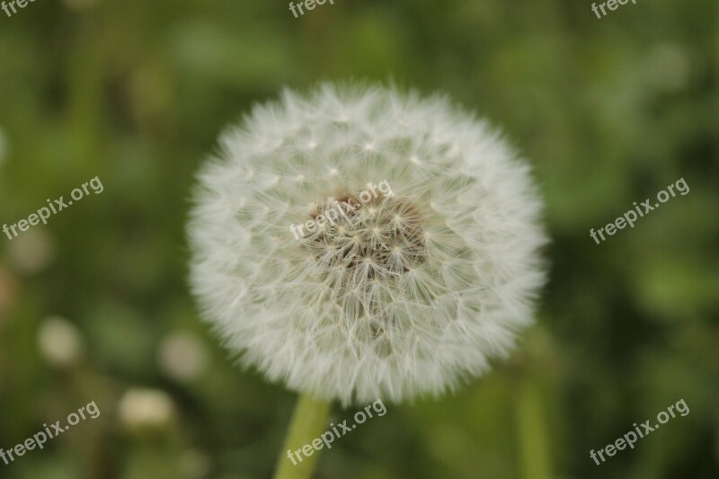 Ordinary Dandelion Pointed Flower Dandelion Leaf Free Photos