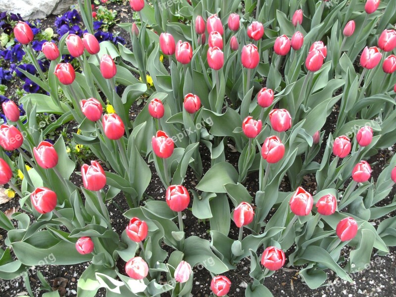 Tulips Bad Reichenhall Royal Spa Garden