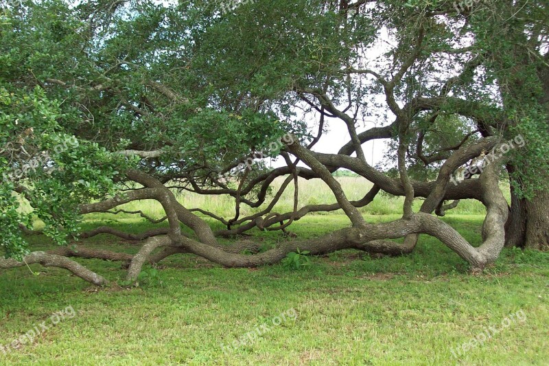 Growing Old Green Trees Pretty