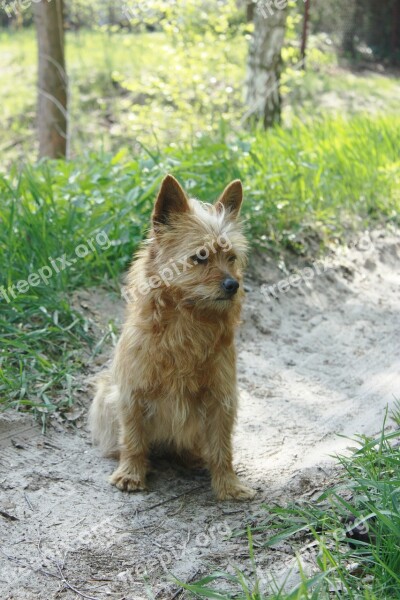 Dog A Yorkshire Small Animal Beige