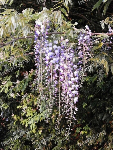 Wisteria Spring Flowers Woods Free Photos