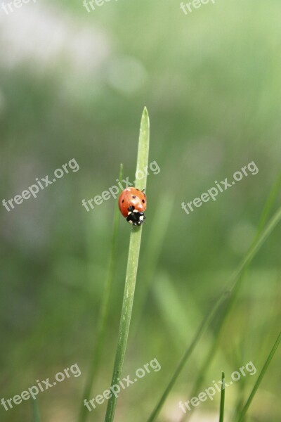 Ladybug Insect The Beetle Grass The Details Of The