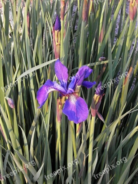 Iris Early Summer Flowers Purple Flowers Purple Free Photos