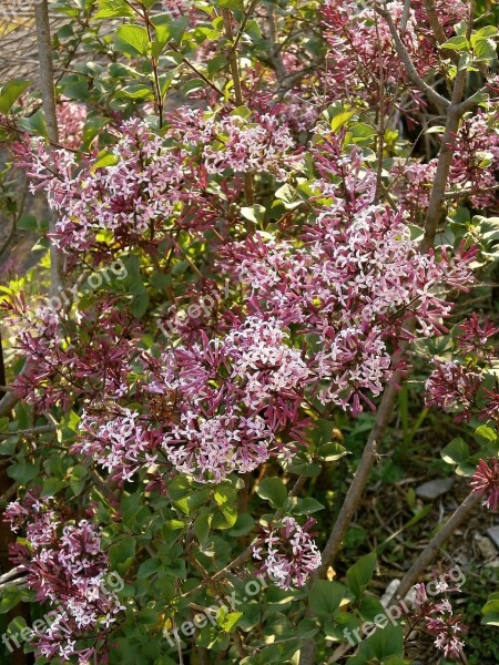 Lilac Purple Flowers Purple Oleaceae Shrub