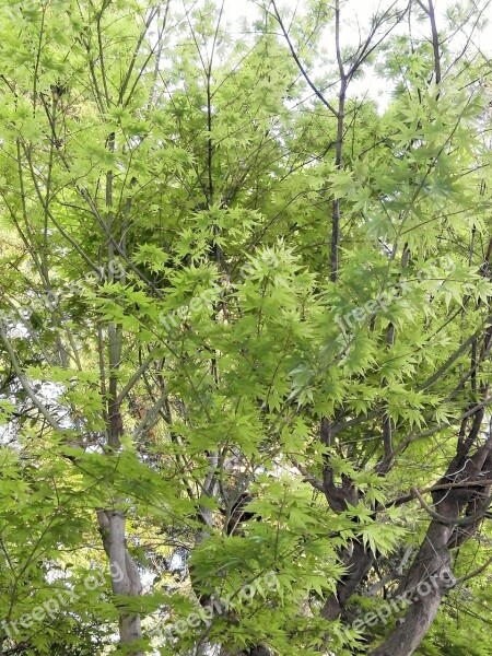 Maple Green Fresh Green Maple Leaf Arboretum