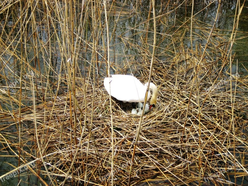 Swan Breed Lake Constance Nature Nest