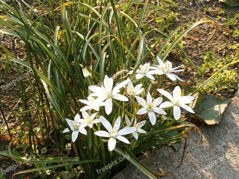 Ornisogaram ウンベラタム White Flowers Spring Flowers Early Summer Flowers Liliaceae