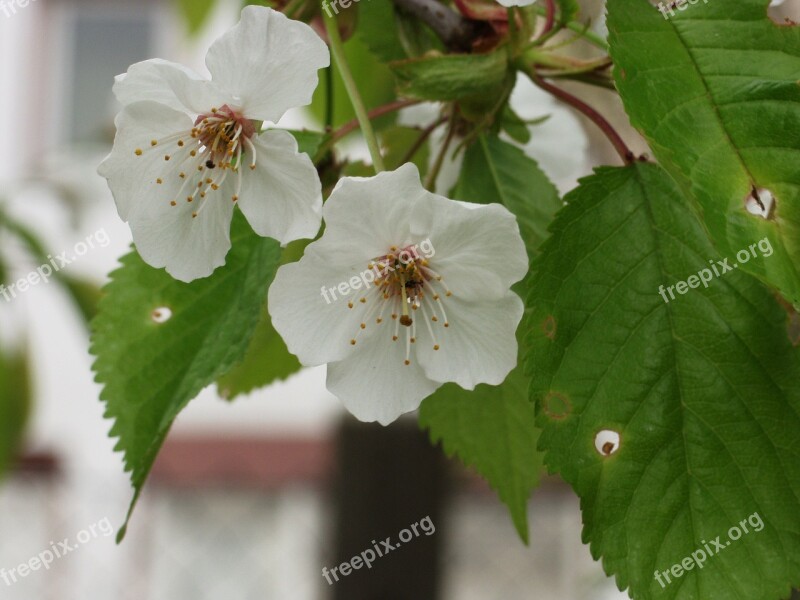 Ornamental Cherry Flowers White Close Up Spring