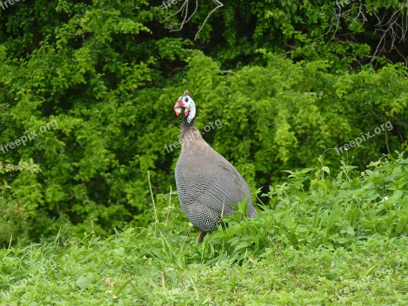 Guinea Fowl Guadeloupe Poultry Bird Pasture Free Photos