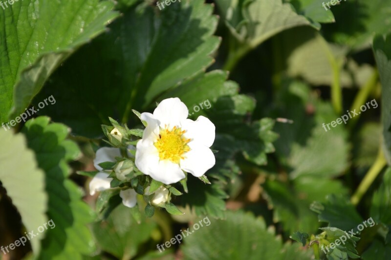 Strawberry Flower Green White Yellow