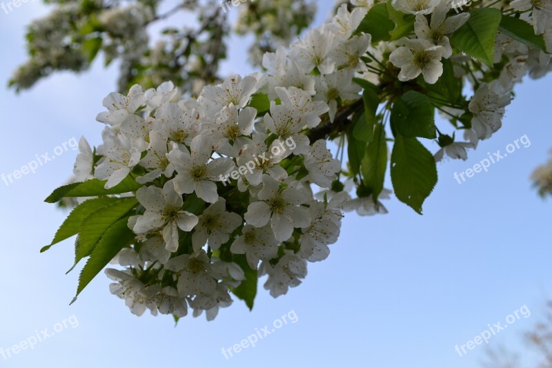 Cherry Blossom White Spring Romantic White Flower