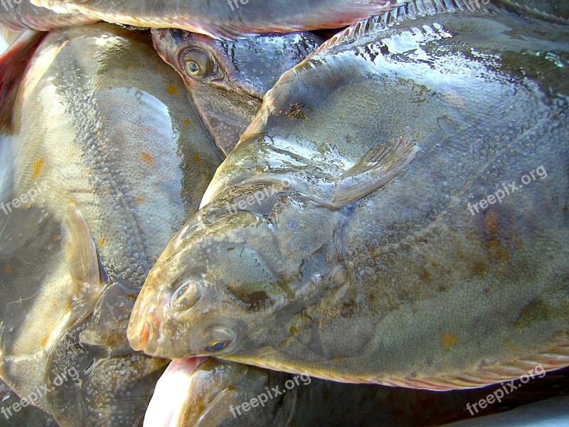 Fish Plaice Eat Water Free Photos