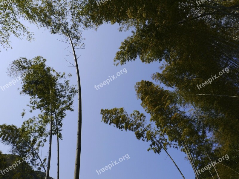 Bamboo Sky Bamboo Forest Free Photos