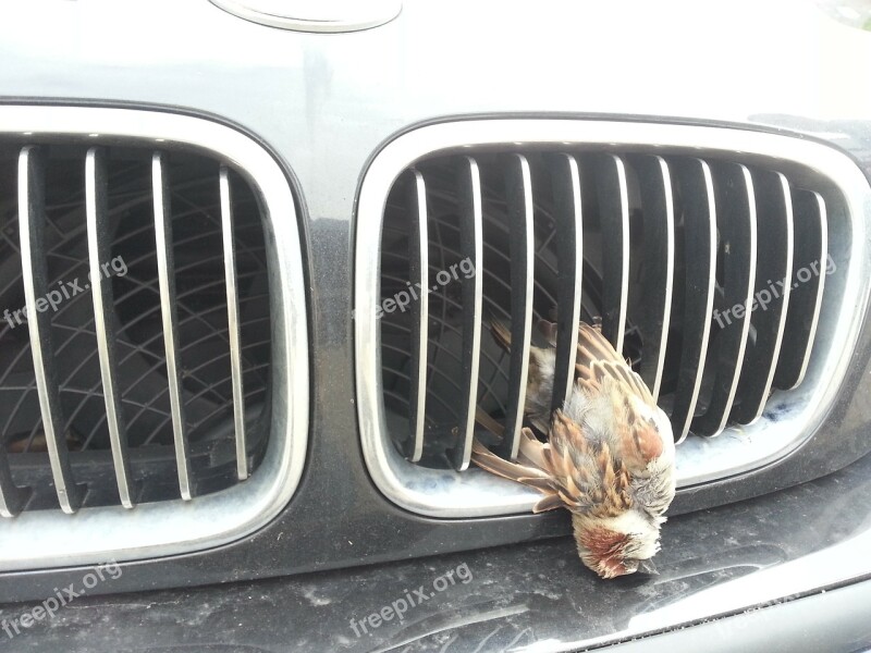 Wild Accident Bird Vehicle Grill Sparrow Sperber